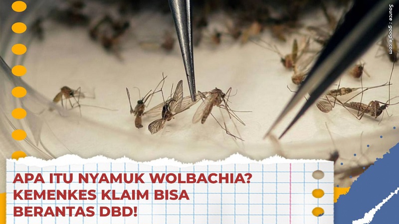 Ilustrasi nyamuk wolbachia. (Foto: Repro)