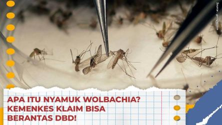 Ilustrasi nyamuk wolbachia. (Foto: Repro)